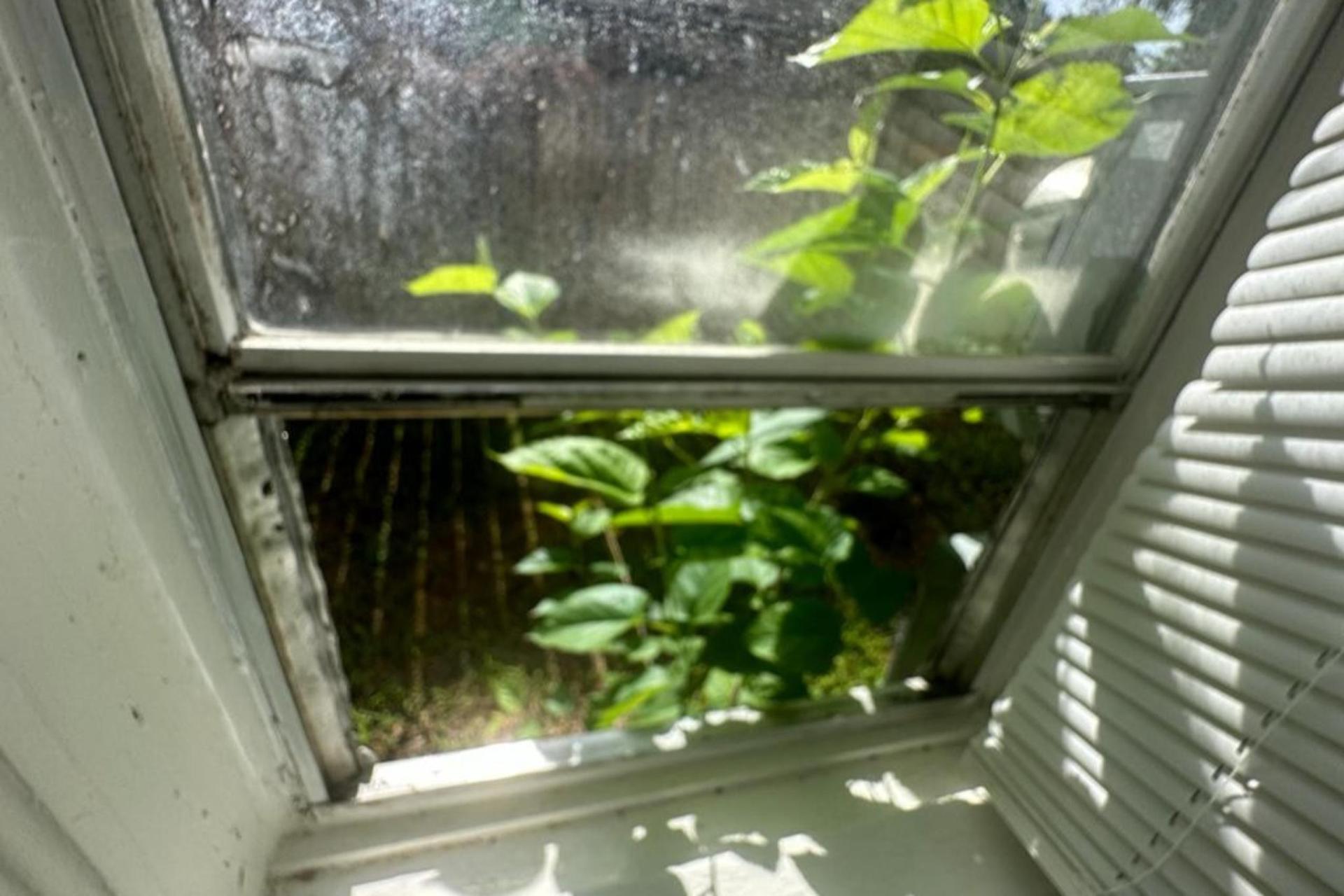 open window photo