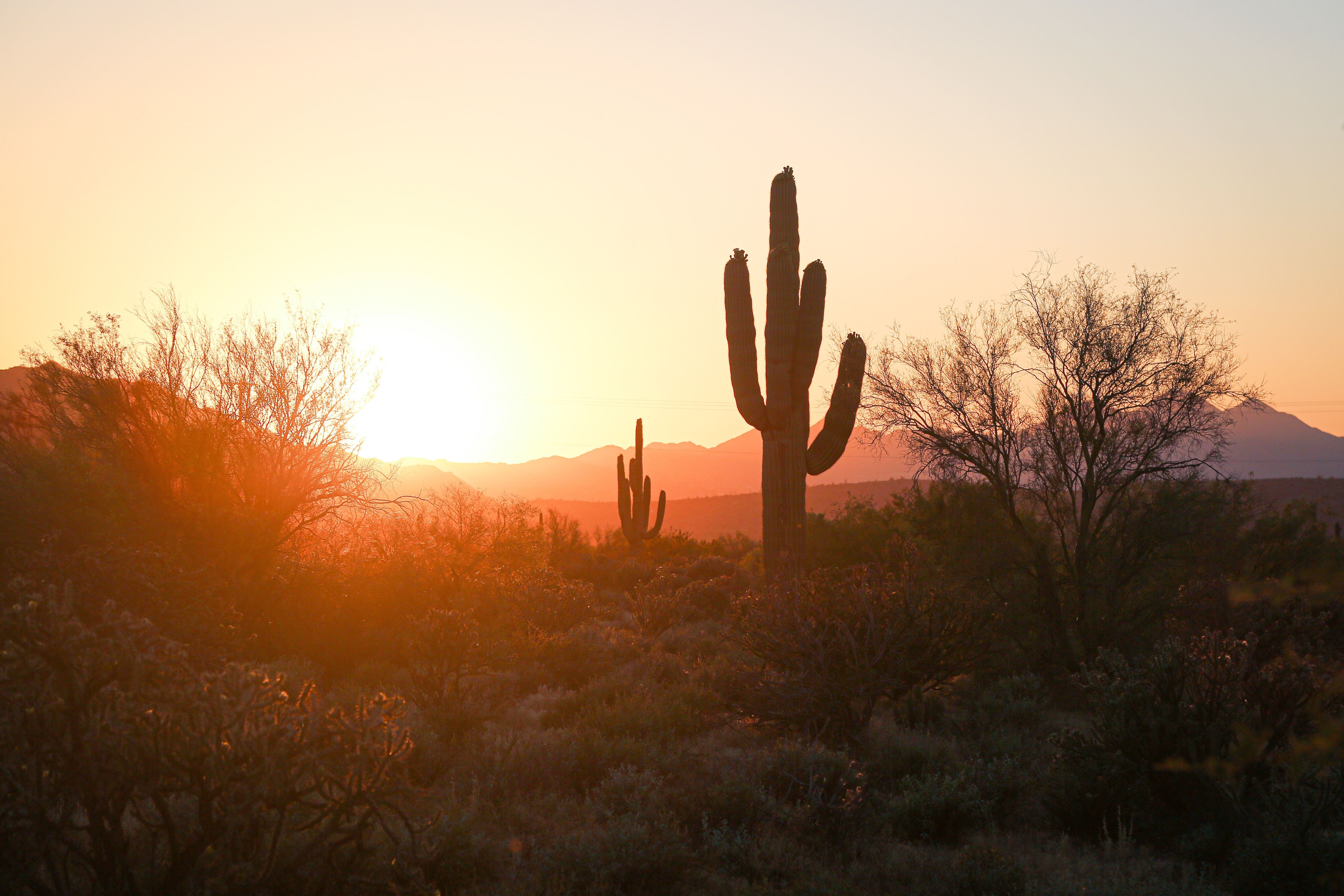 View of Phoenix.