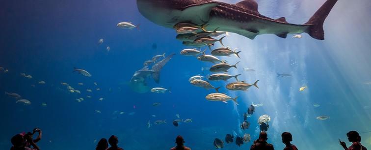 Visit the world-famous Georgia Aquarium.
